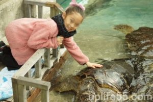 9歳・5歳の子は新江ノ島水族館楽しめた？駐車場の混雑からイベント、周り方まで！